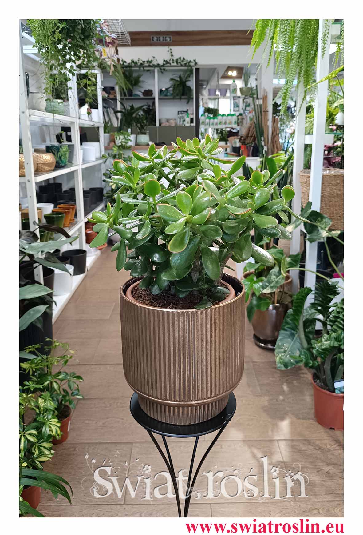 Crassula Ovata Sunset w najlepszej cenie i jakości do kupienia z dostawą online, Grubosz Ovata Sunset